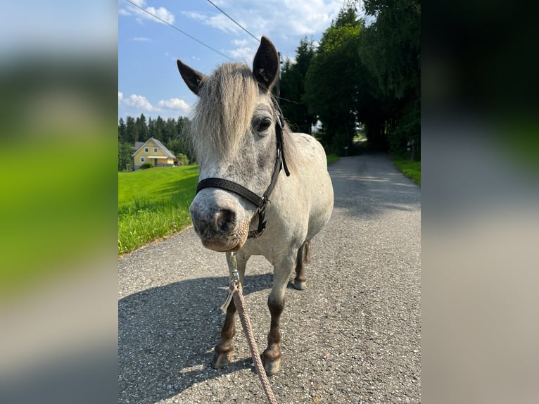 Shetland Ponies Mare 13 years 8,2 hh Leopard-Piebald in In den Auen