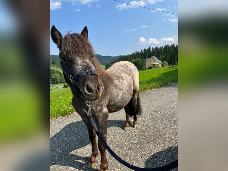 Shetland Ponies Mare 13 years 8,2 hh Leopard-Piebald in In den Auen