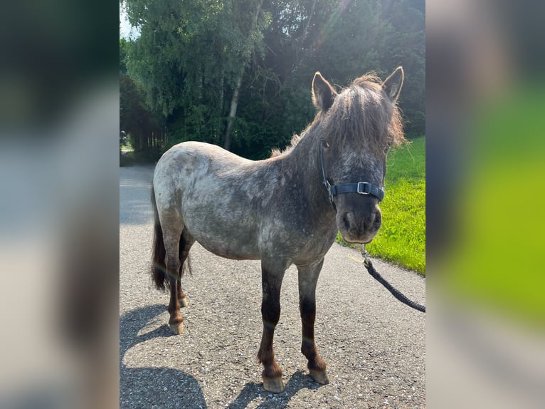 Shetland Ponies Mare 13 years 8,2 hh Leopard-Piebald in In den Auen