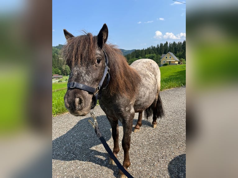 Shetland Ponies Mare 13 years 8,2 hh Leopard-Piebald in In den Auen