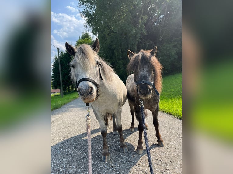 Shetland Ponies Mare 13 years 8,2 hh Leopard-Piebald in In den Auen