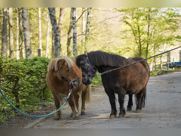 Shetland Ponies Mare 13 years 8,3 hh Black in Lorch