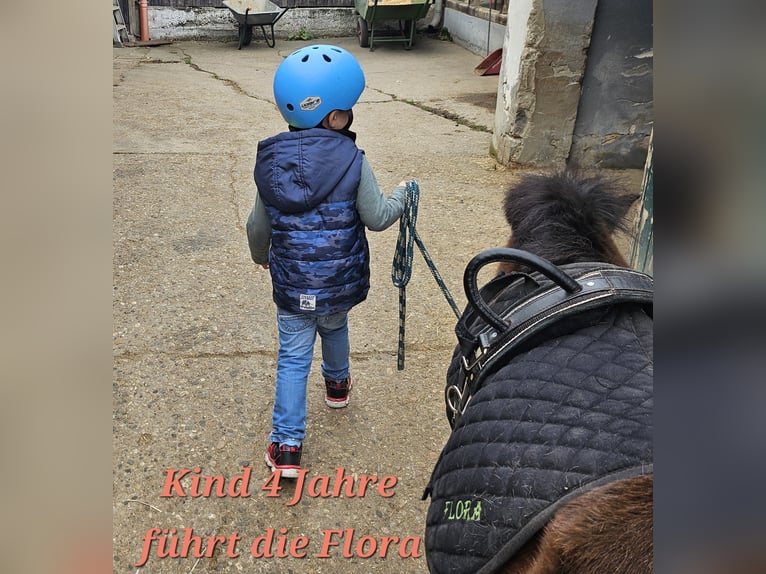 Shetland Ponies Mare 13 years 8,2 hh Brown in Kettig