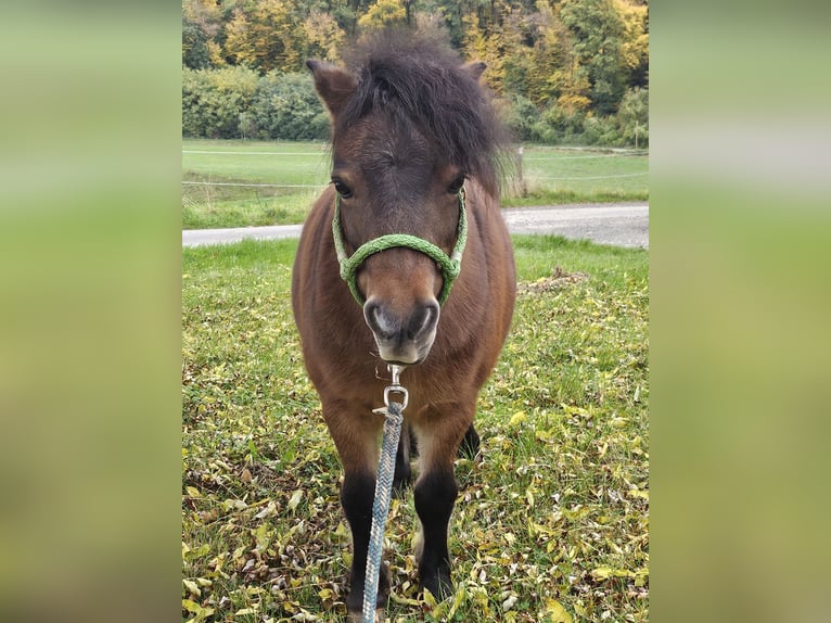 Shetland Ponies Mare 13 years 8,2 hh Brown in Kettig