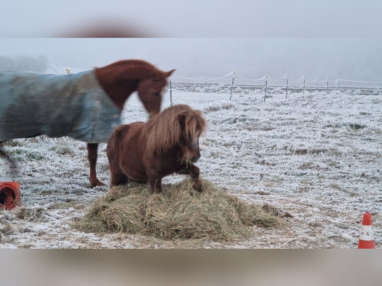 Shetland Ponies Mare 13 years 9.2 hh Chestnut-Red in Wattendorf