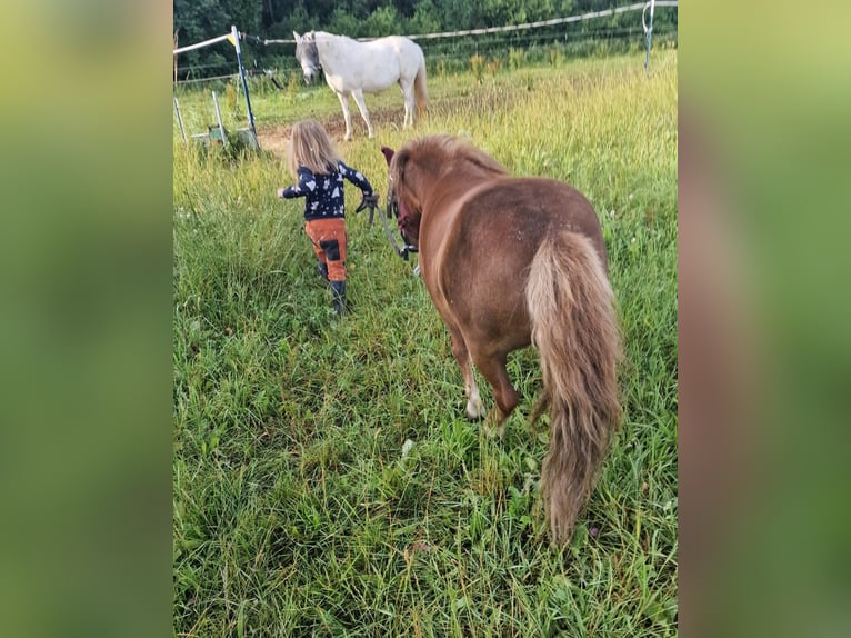 Shetland Ponies Mare 13 years 9.2 hh Sorrel in Wattendorf