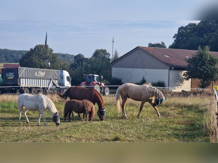 Shetland Ponies Mare 13 years 9,2 hh Chestnut-Red in Wattendorf