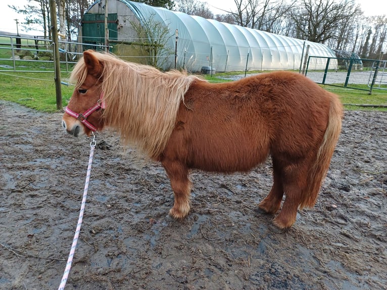 Shetland Ponies Mare 14 years 10,1 hh Chestnut-Red in Klein Offenseth-Sparrieshoop