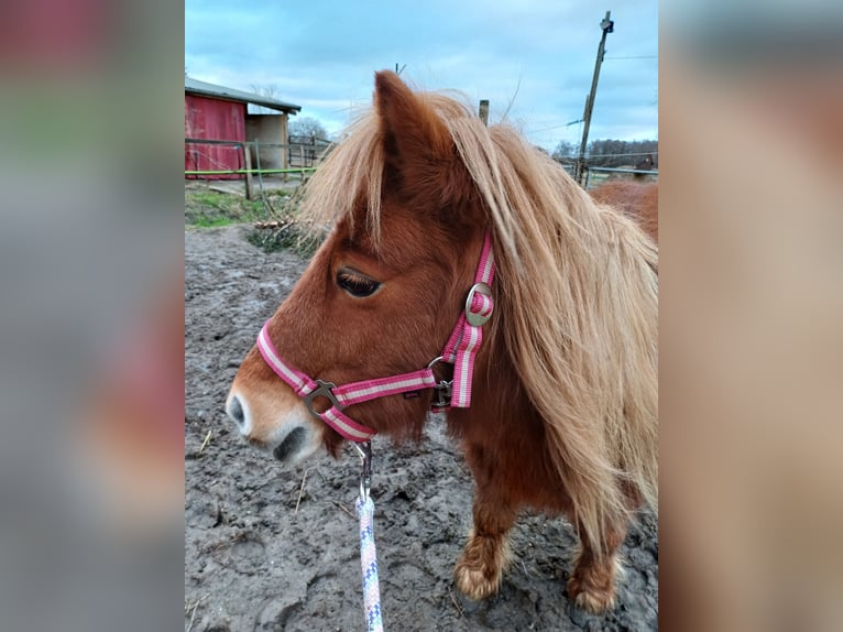 Shetland Ponies Mare 14 years 10,1 hh Chestnut-Red in Klein Offenseth-Sparrieshoop