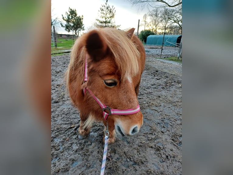 Shetland Ponies Mare 14 years 10,1 hh Chestnut-Red in Klein Offenseth-Sparrieshoop