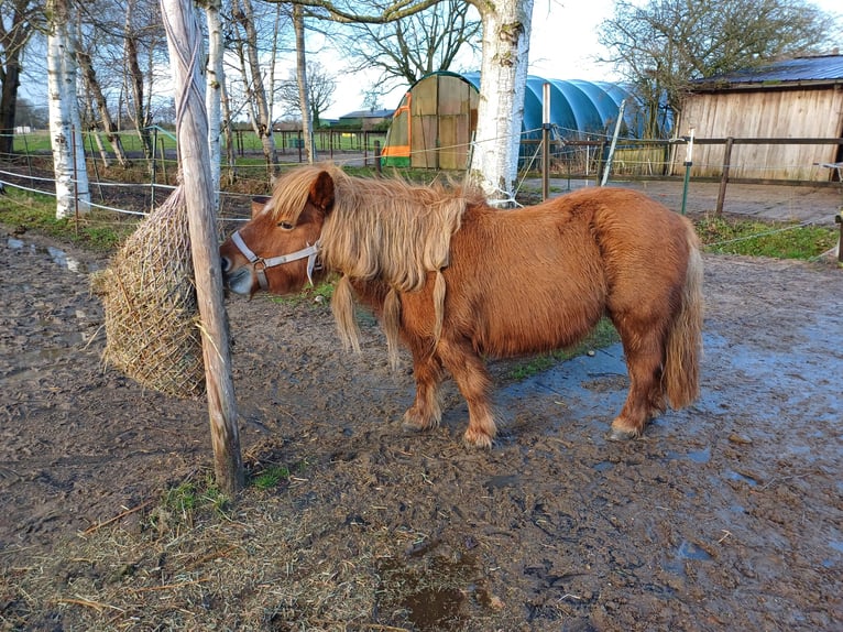 Shetland Ponies Mare 14 years 10,1 hh Chestnut-Red in Klein Offenseth-Sparrieshoop