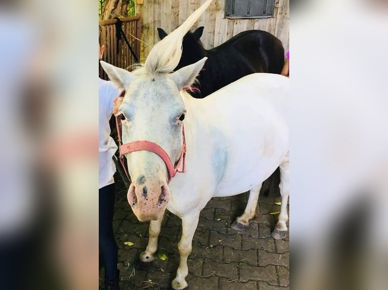 Shetland Ponies Mare 14 years 10 hh Leopard-Piebald in Rettenberg