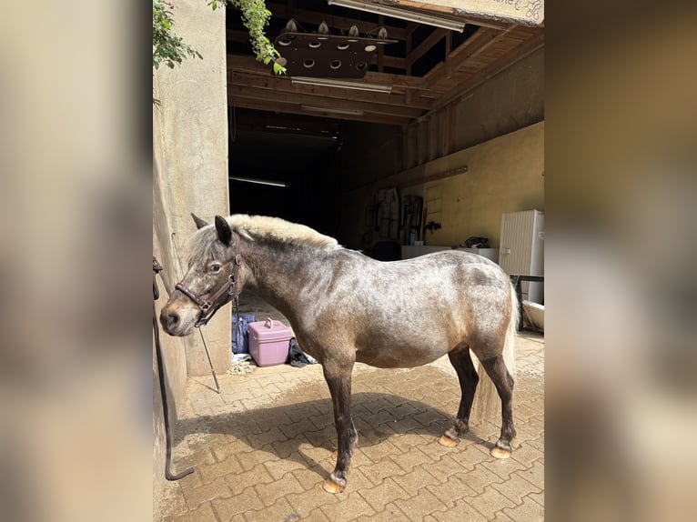 Shetland Ponies Mix Mare 14 years 11 hh  in Roßtal