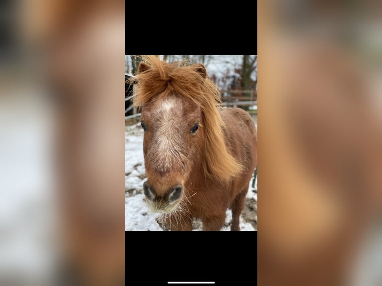 Shetland Ponies Mare 14 years 8,2 hh Chestnut-Red in Hamminkeln