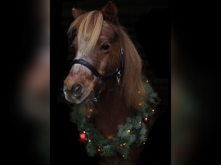 Shetland Ponies Mare 14 years 8,2 hh Chestnut-Red in Hamminkeln