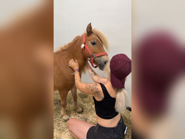Shetland Ponies Mare 14 years 8.3 hh Chestnut-Red in Achau