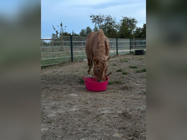 Shetland Ponies Mare 14 years 8.3 hh Chestnut-Red in Achau