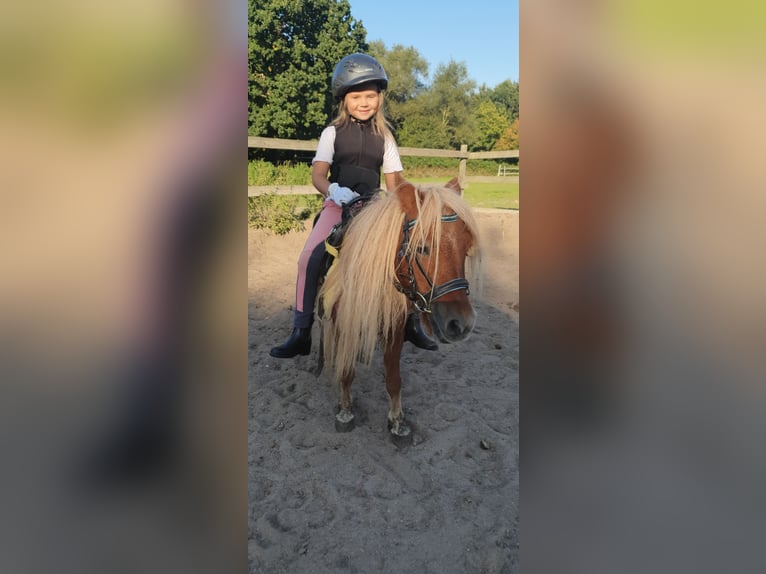 Shetland Ponies Mare 14 years 8,3 hh Chestnut-Red in Timmendorfer Strand