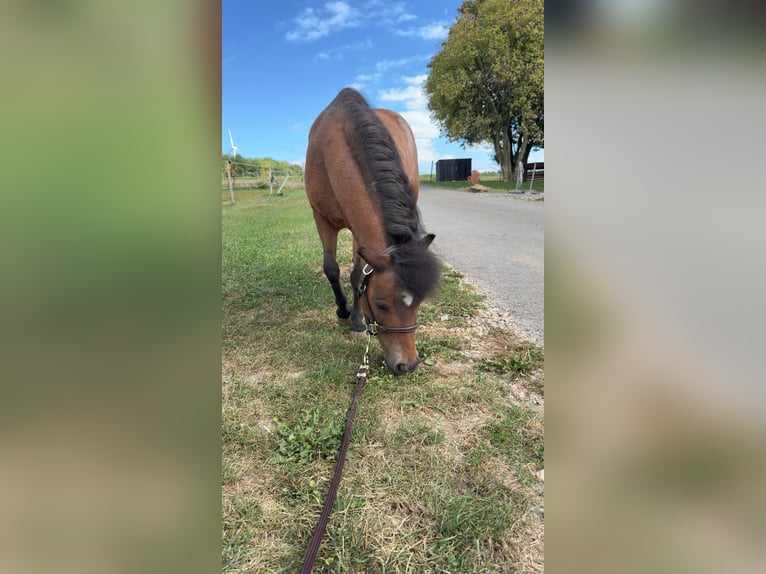 Shetland Ponies Mare 14 years 8,1 hh Brown in Trier