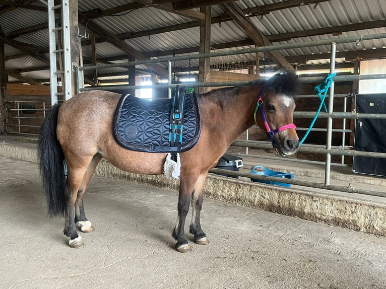 Shetland Ponies Mare 14 years 8,1 hh Brown in Trier