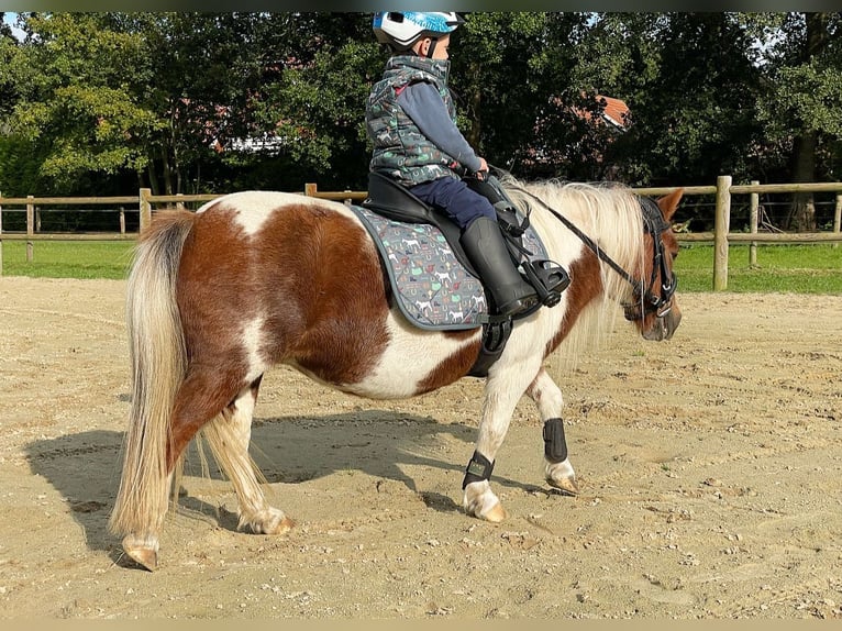 Shetland Ponies Mare 14 years 9,1 hh Pinto in Wielen