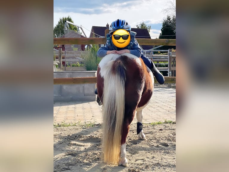 Shetland Ponies Mare 14 years 9,1 hh Pinto in Wielen