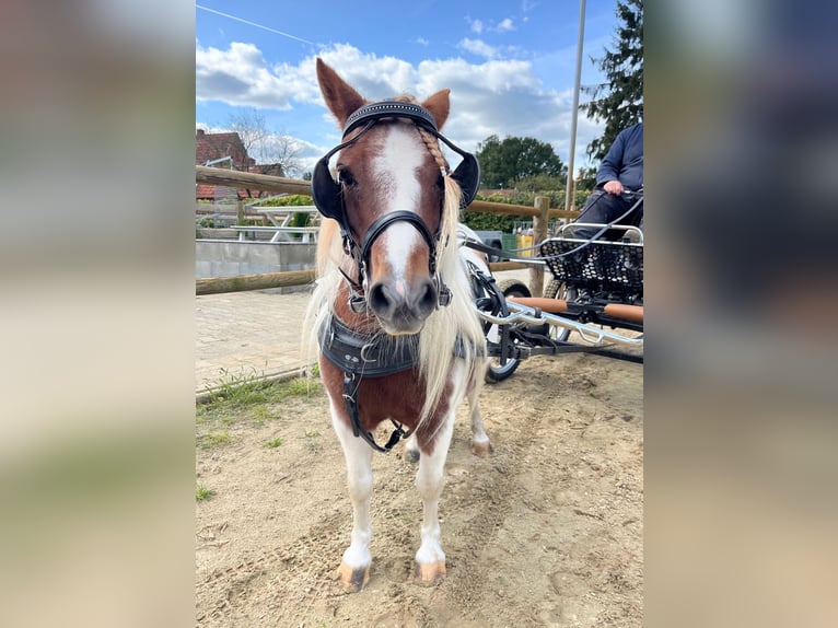 Shetland Ponies Mare 14 years 9,1 hh Pinto in Wielen