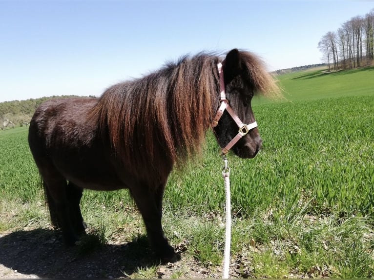 Shetland Ponies Mare 14 years 9.1 hh Smoky-Black in Gechingen