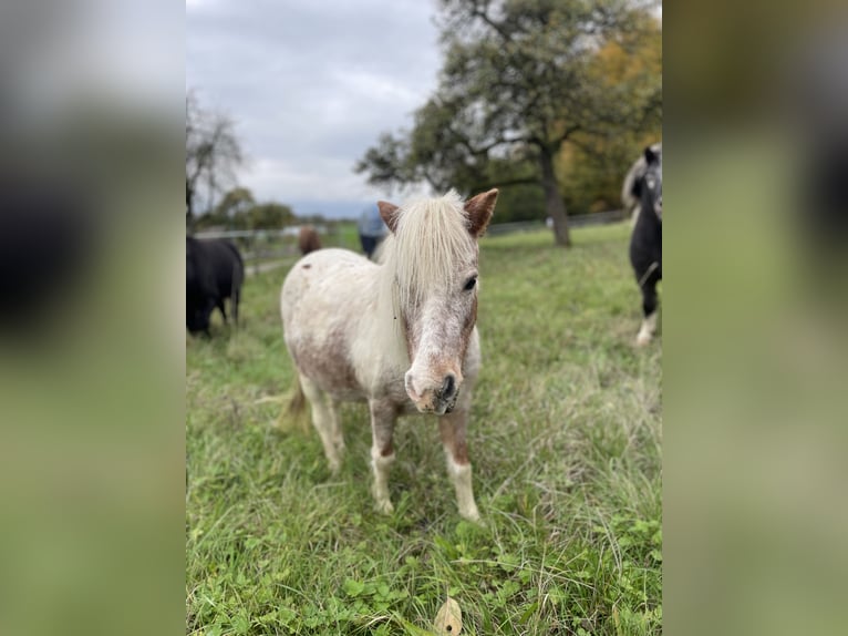 Shetland Ponies Mare 14 years 9 hh Leopard-Piebald in Forchtenberg