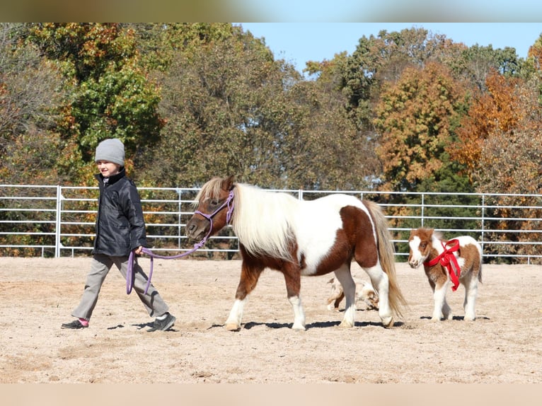 Shetland Ponies Mare 14 years 9 hh Pinto in Purdy, MO
