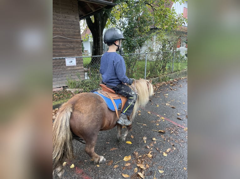 Shetland Ponies Mare 14 years 9,1 hh Chestnut-Red in H&#xF6;chst