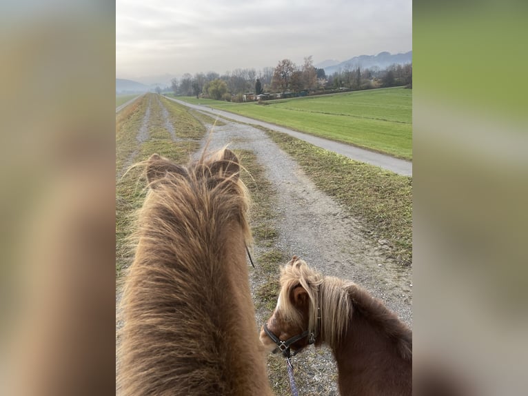 Shetland Ponies Mare 14 years 9,1 hh Chestnut-Red in H&#xF6;chst