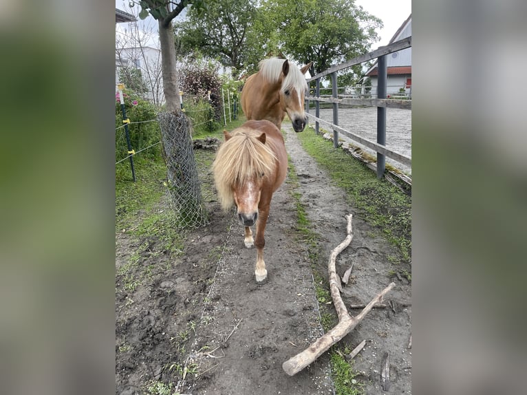 Shetland Ponies Mare 14 years 9,1 hh Chestnut-Red in H&#xF6;chst