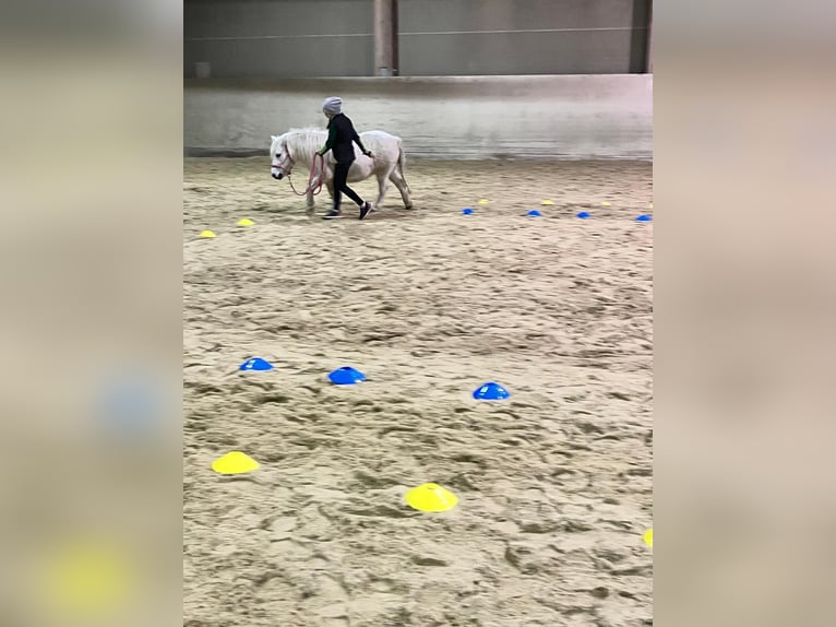 Shetland Ponies Mix Mare 14 years Grey in Unterwaltersdorf