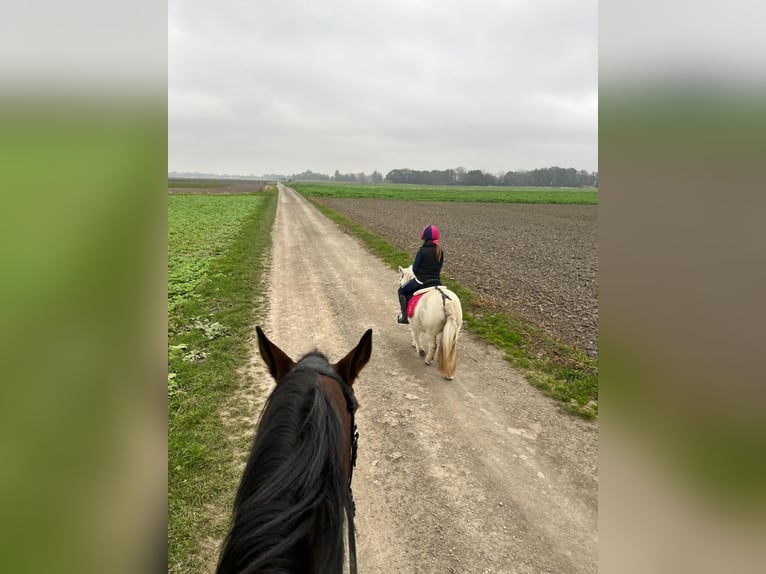 Shetland Ponies Mix Mare 14 years Grey in Unterwaltersdorf