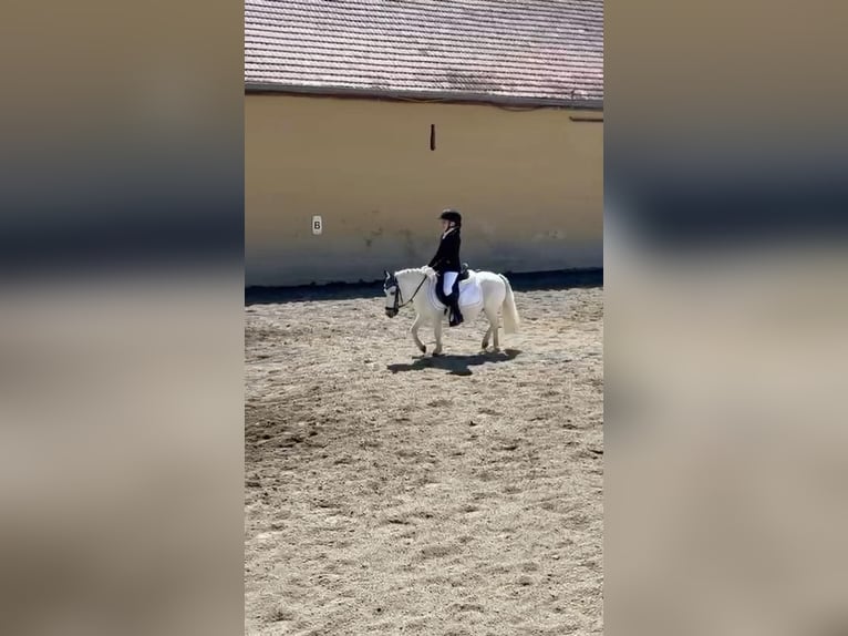 Shetland Ponies Mix Mare 14 years Grey in Unterwaltersdorf