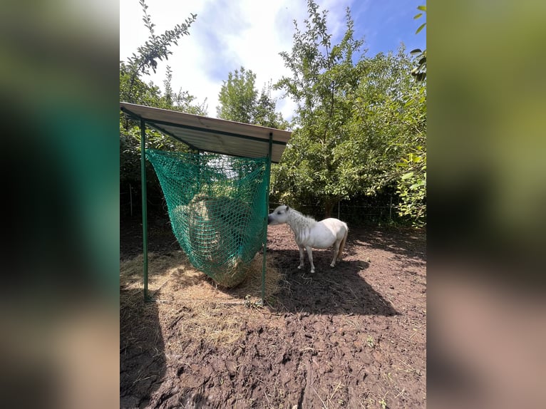 Shetland Ponies Mix Mare 14 years Grey in Unterwaltersdorf