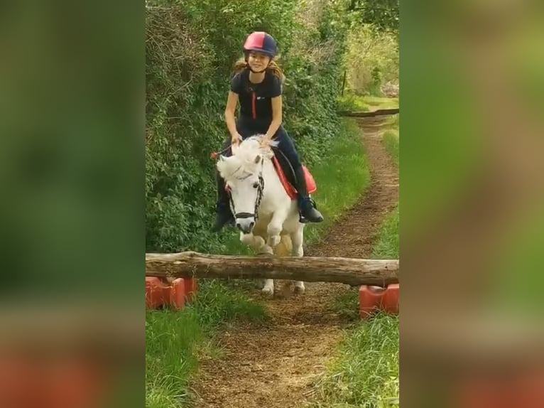 Shetland Ponies Mix Mare 14 years Grey in Unterwaltersdorf