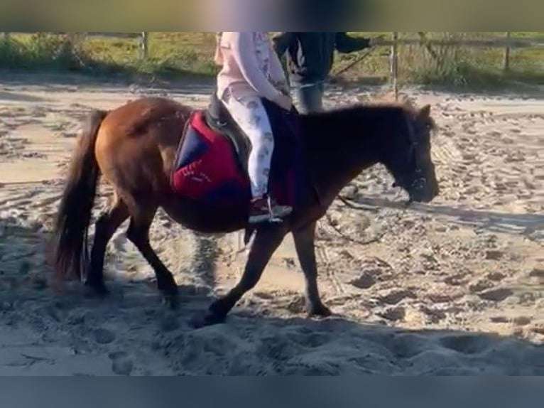 Shetland Ponies Mare 15 years 11 hh Bay-Dark in Albisheim