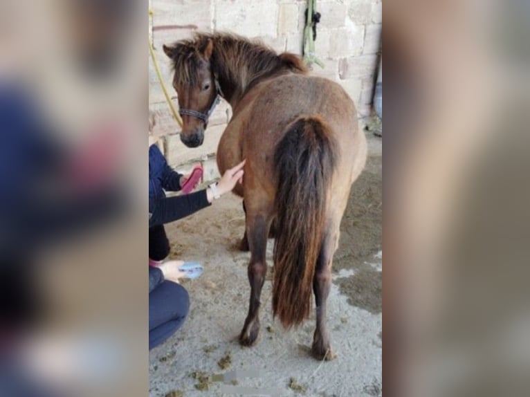 Shetland Ponies Mare 15 years 11 hh Bay-Dark in Albisheim