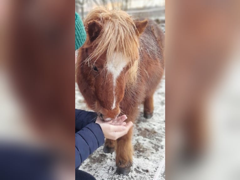 Shetland Ponies Mare 15 years 8.1 hh Chestnut-Red in Wolfegg