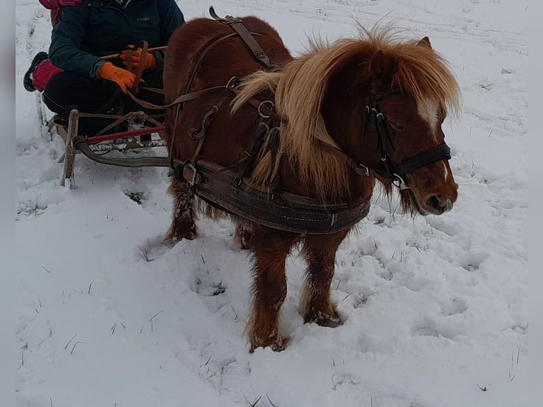 Shetland Ponies Mare 15 years 8.1 hh Chestnut-Red in Wolfegg