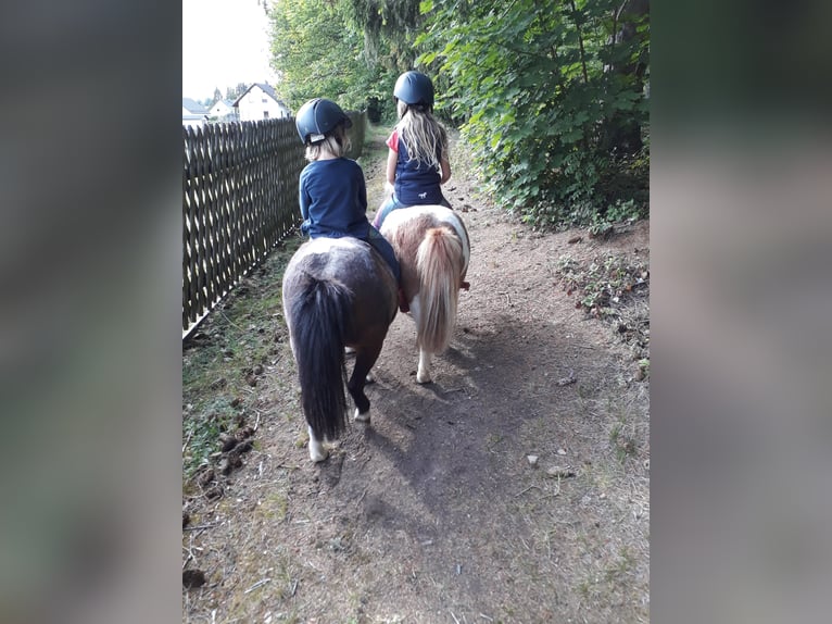 Shetland Ponies Mare 15 years 8.1 hh Pinto in Oelsnitz
