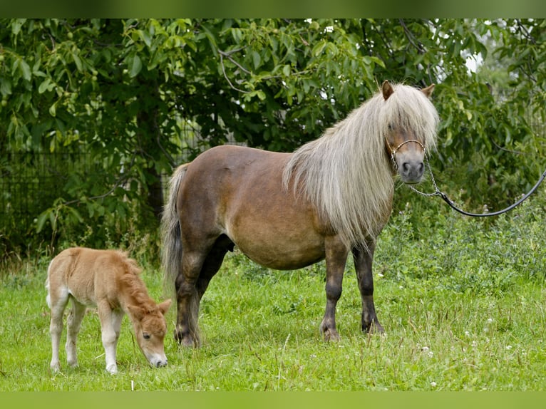 Shetland Ponies Mare 15 years 8.2 hh Chestnut-Red in Lodz