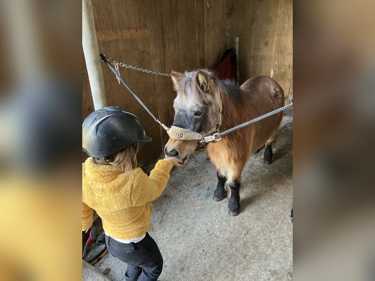 Shetland Ponies Mare 15 years 8,3 hh Brown in Zwaag