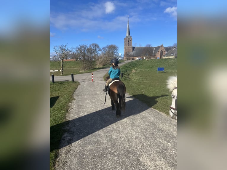 Shetland Ponies Mare 15 years 8,3 hh Brown in Zwaag