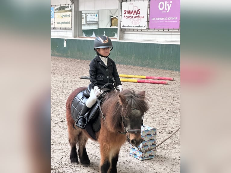 Shetland Ponies Mare 15 years 8,3 hh Brown in Zwaag