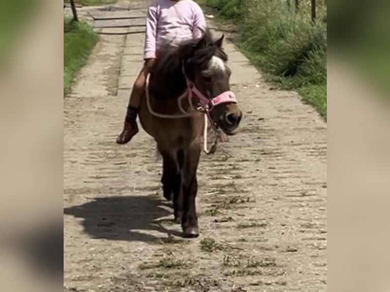 Shetland Ponies Mare 15 years 8,3 hh Brown in Zwaag