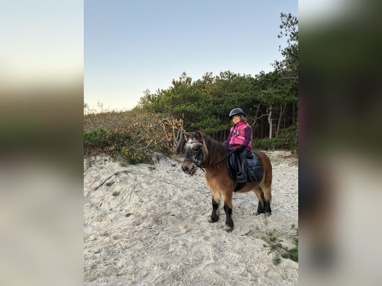 Shetland Ponies Mare 15 years 8,3 hh Brown in Zwaag