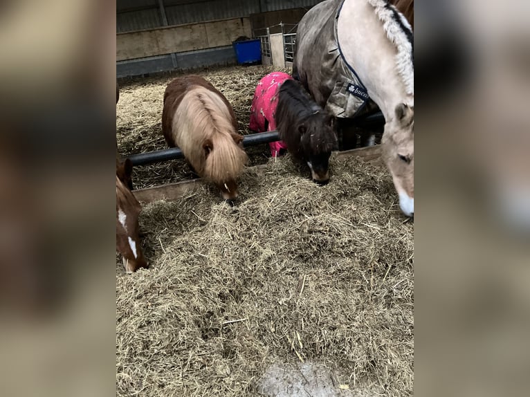 Shetland Ponies Mare 15 years 8,3 hh Brown in Zwaag